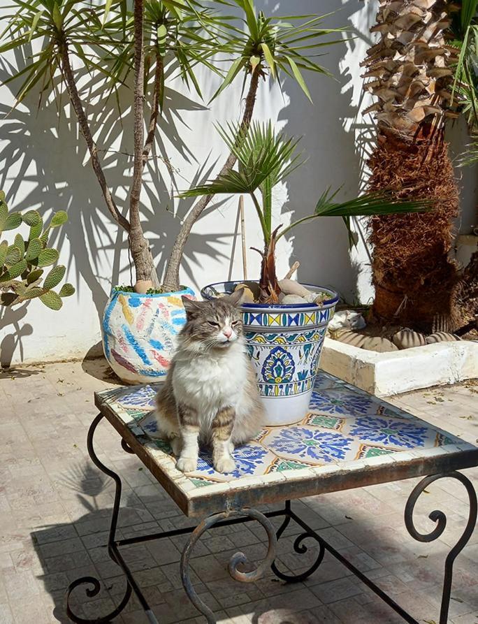 Dar Mayya La Marsa Dış mekan fotoğraf
